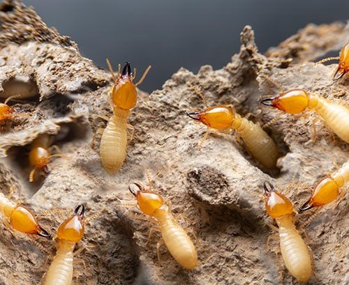 Extermínio de Térmitas