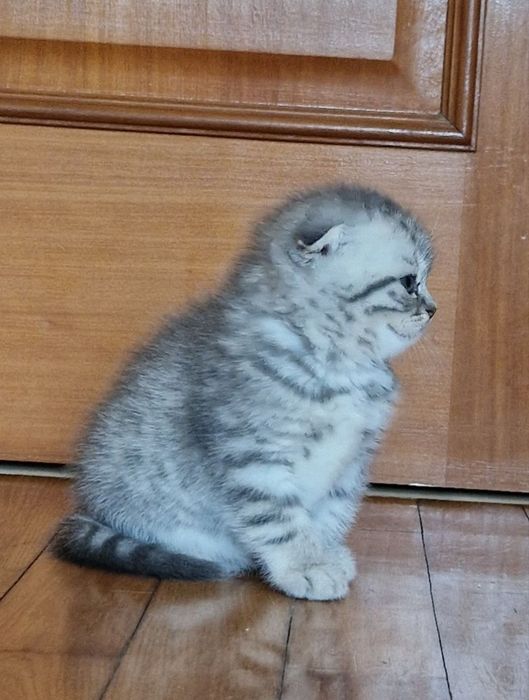 Gatinha Bonita Scottish Fold