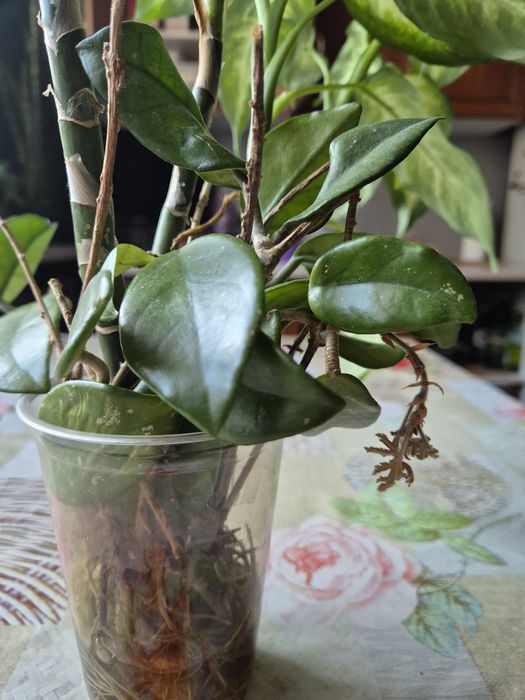 Sadzonki roślinki Hoja (hoya)