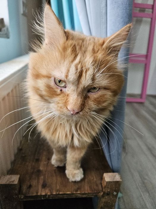 Рыжий кот ищет семью