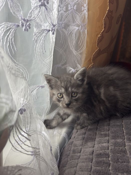 Котешенята у добрі руки!