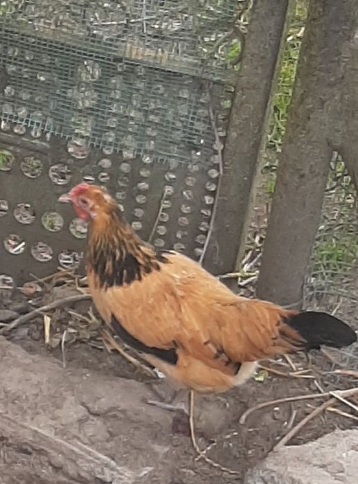 Jajka lęgowe kurki Rajskiej