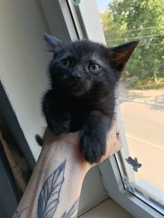 Отдам котят в добрые руки