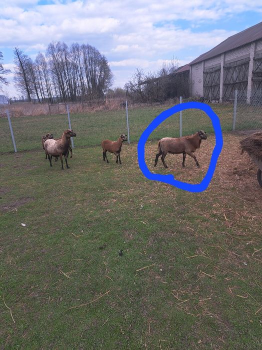 Sprzedam dwie owieczki i barana kameruńskiego