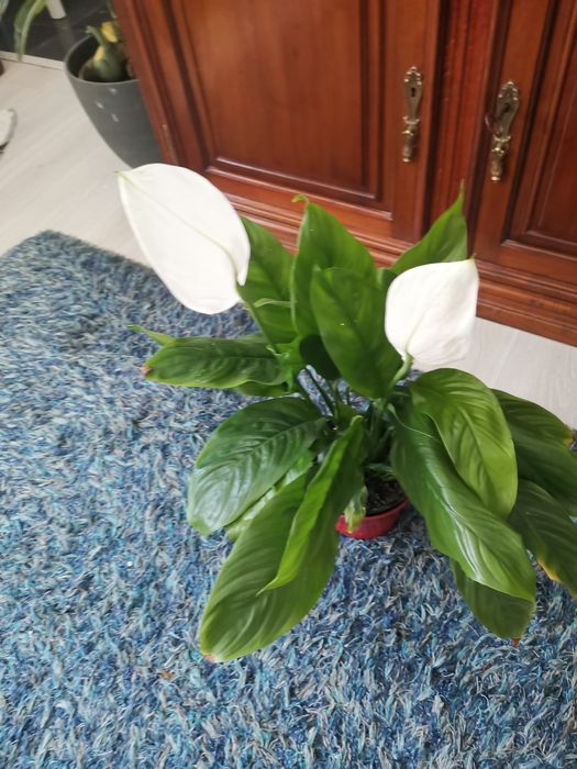 Planta lírio da Paz viçosa