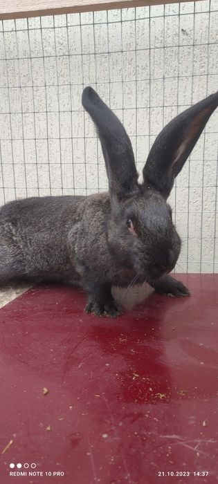 Продам кролів різних вікових груп