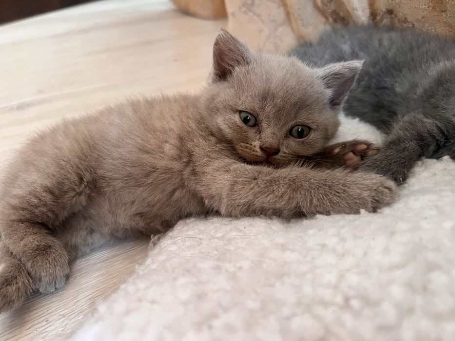 Продаються кошенята