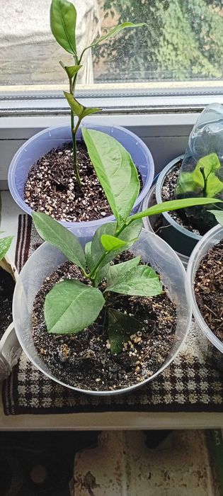 Лимон Загара, Карубару