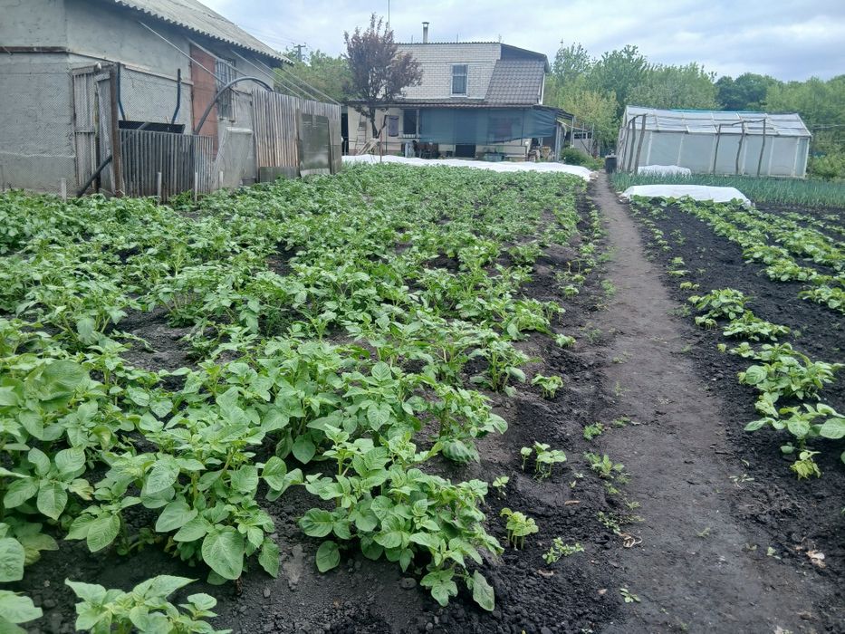 Продається дача  в садоваму товаристві Зелений гай за с.Благодатне.