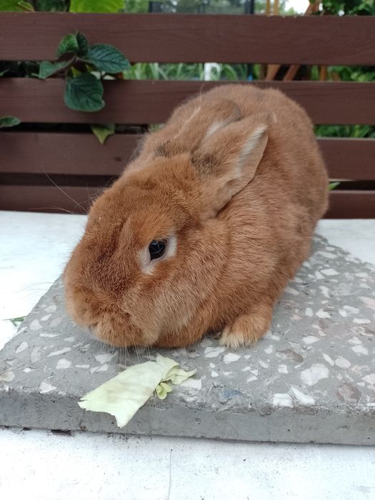 Króliki - samica