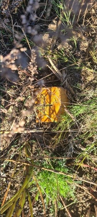 Działka Obrowo 1000 m2 10a. Budowlana. Przygotowana do budowy