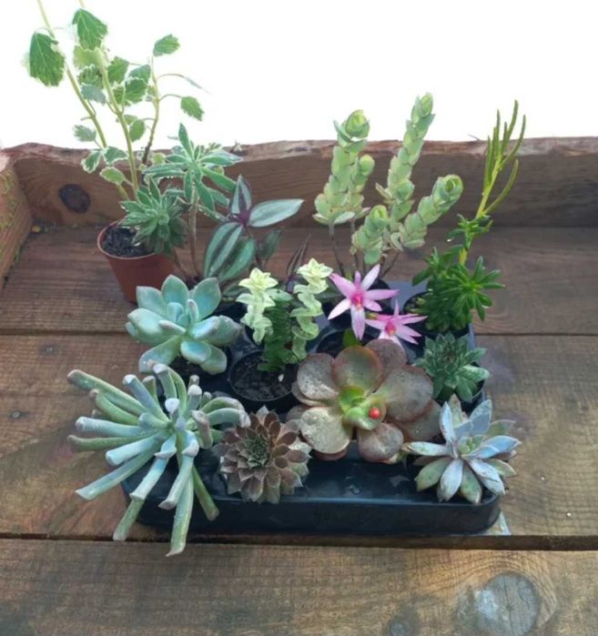 Lote 12 plantas + 1 oferta