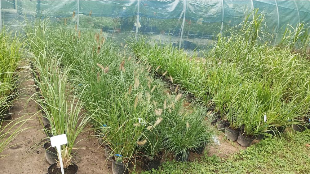 Krzewy ozdobne, szkółka trawy hortensja