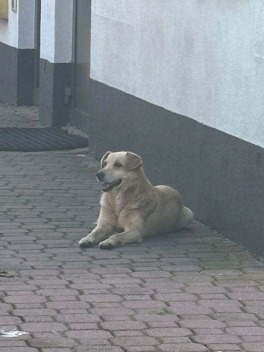 Znaleziono pieska na stacji Orlen