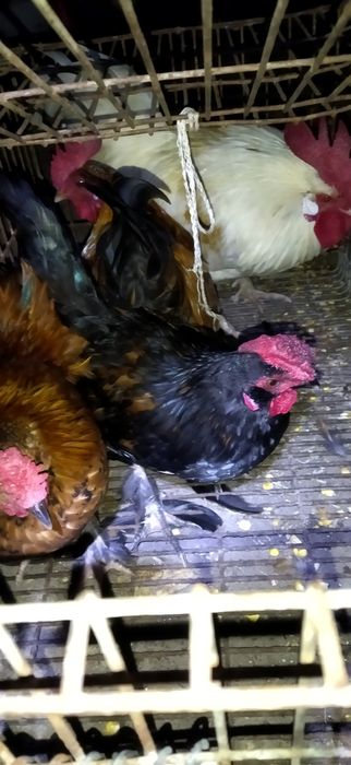 Vendo patos , patas em postura,  galos e galos coquitos cruzados com legorn e mil flores