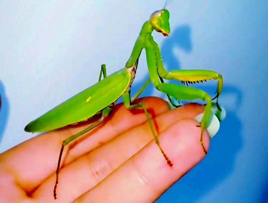 Hierodula transcaucasica хижа комаха