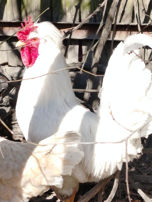 Piękny kogut zmieni kurnik