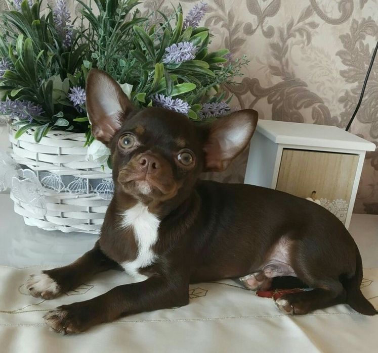 Стандартна дівчинка,КСУ,у Львові