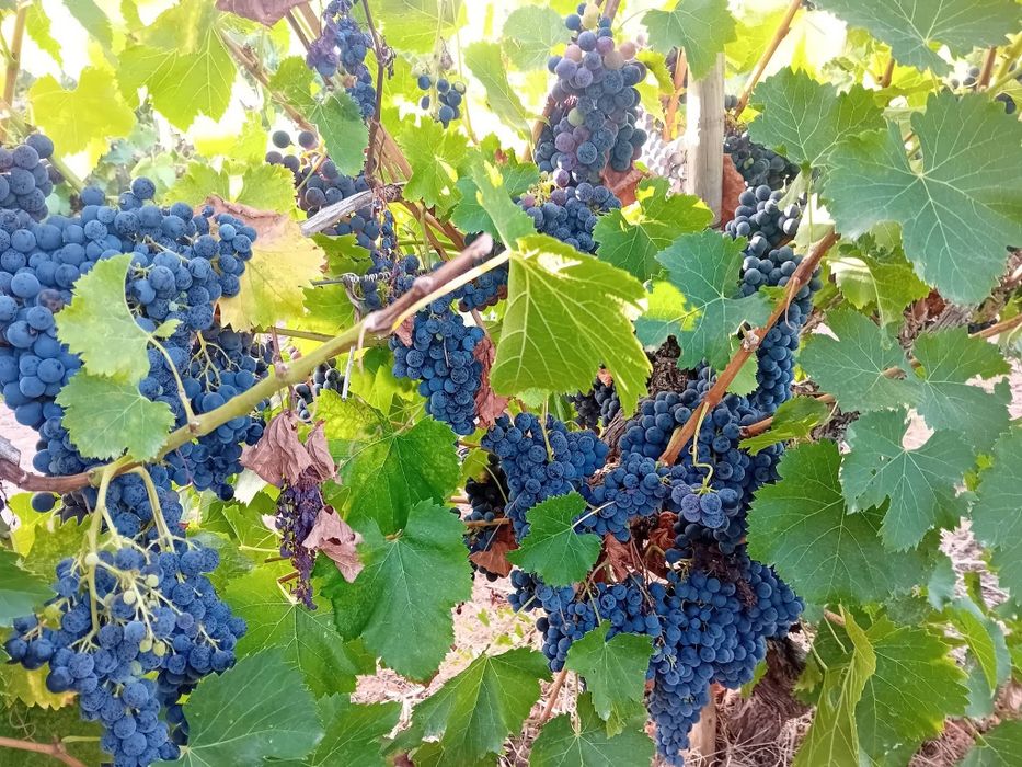 Uvas tintas . Em Penacova . Cerca de 1500kg