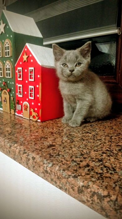 Kocurek niebieski brytyjski