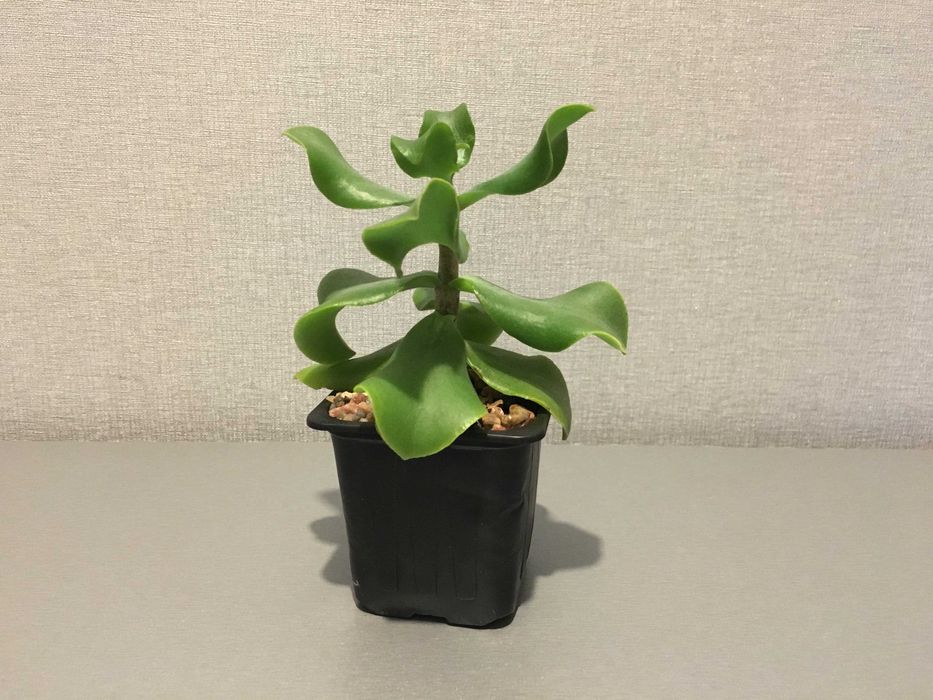 Красула Blue bird сукулент