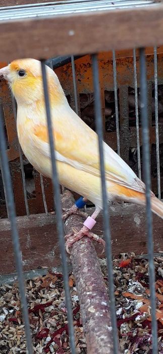 kanarki samce i samice