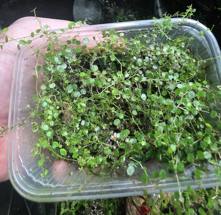 Rośliny tropikalne do terrarium, paludarium, pnącza, mchy i wątrobowce