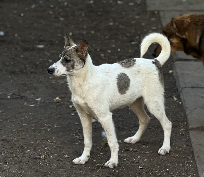 Щенок девочка Бровка
