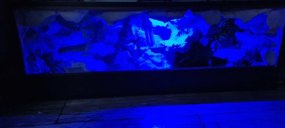 Terrarium z pełnym wyposażeniem  + kamień grzewczy , pojemniki dla świerszczy , ściółka .