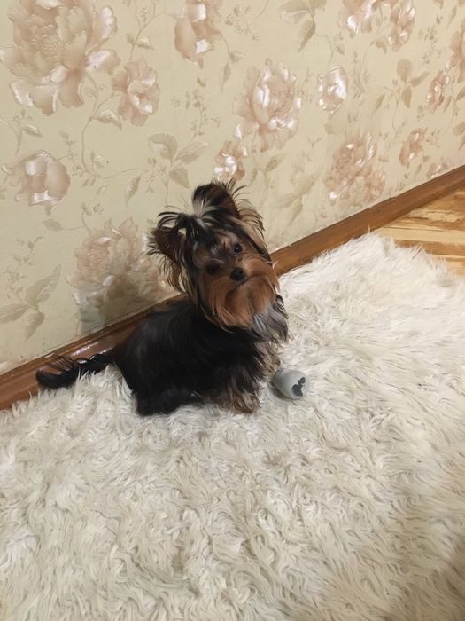 Вязка Йорків, шукаємо дівчинку!!!