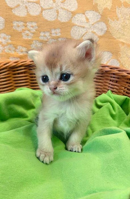 Шотландские котята (ЗОЛОТАЯ ШИНШИЛЛА)