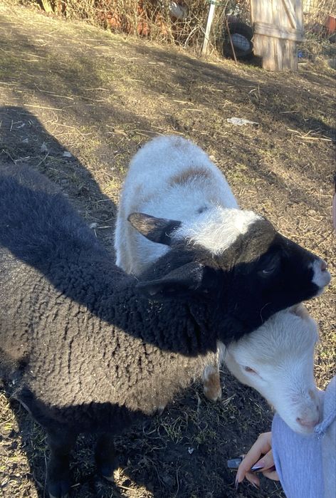 sprzedam owce 3 mięsieczne