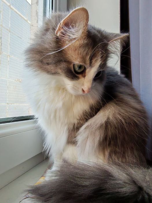 Яша терміново шукає дім! SOS