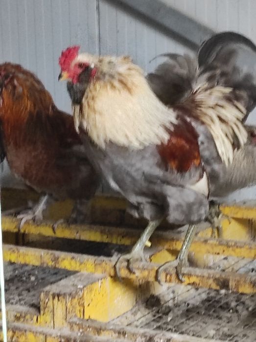 Пасхальні кольорові яйця мікс