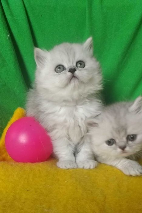 Пепельная серая голубые серебристая шиншилла котята