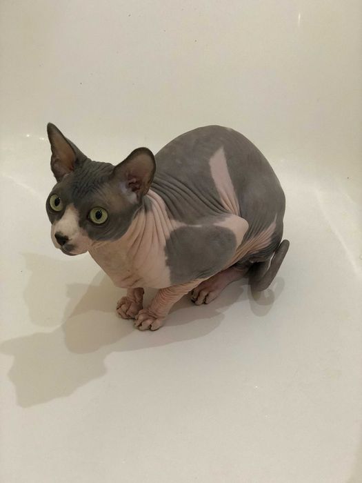 кіт, сфінкс, самець, 5 років, Тернопіль