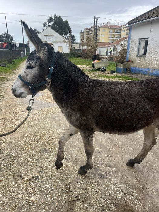 Burrinho manso montado