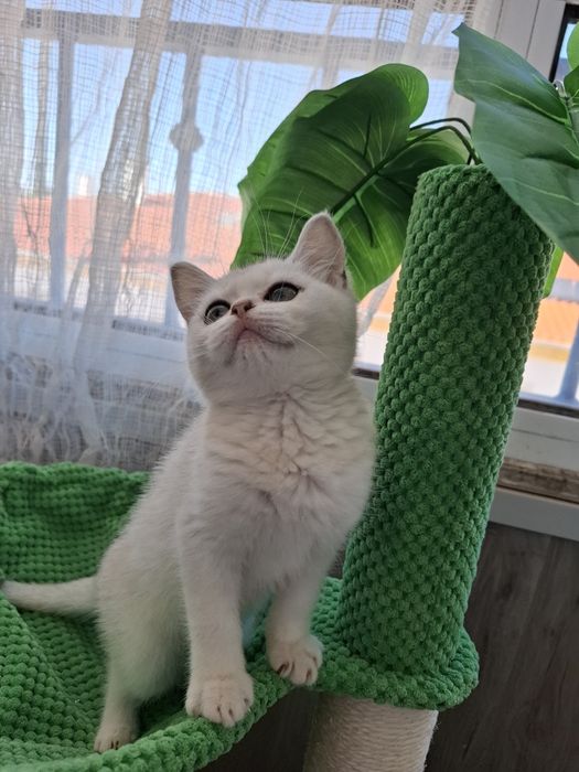 Femea british shorthair
