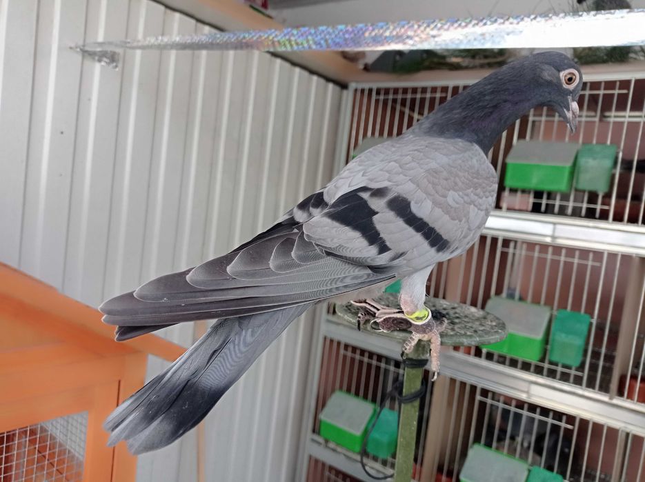 Pombos nacionais de guiso