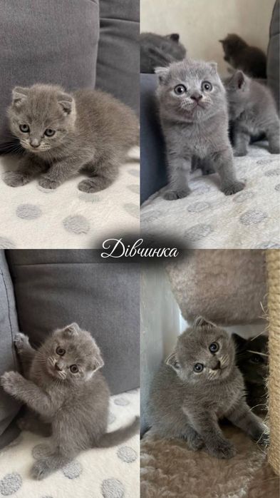 Британські короткошерстні , чистокровні котинята, голубого окрасу