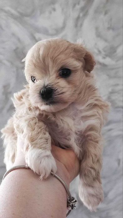 Продам мальтіпу F1 babyface