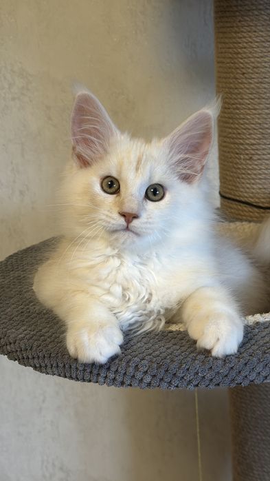 Кошенята Мейн Кун