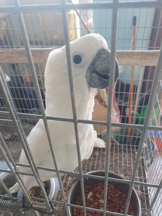 Catatua Albas  casal ja com cités