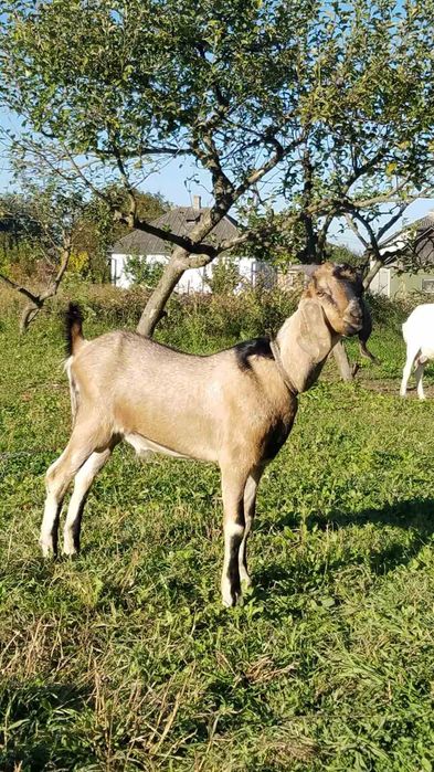 Цапок 100 % нубієць