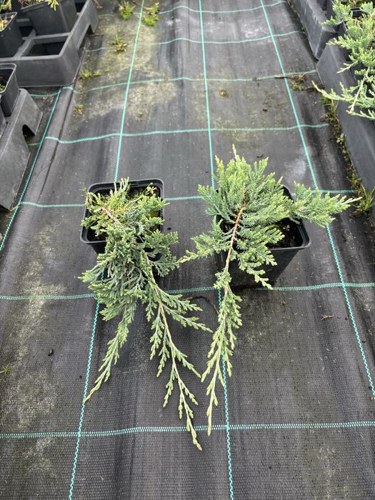 Jałowiec Wiltonii doniczka P9. Producent