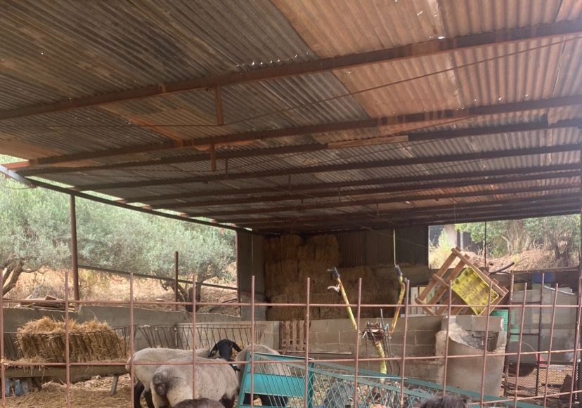 Vendo ovelhas suffolk