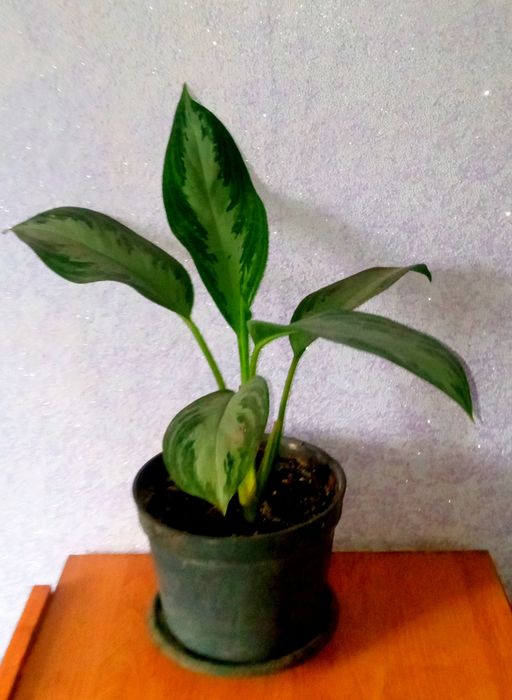 Сансивьера. Сансивьера ханна. Аглаонема. Антуриум.