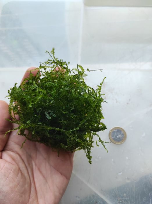 Plantas para aquário