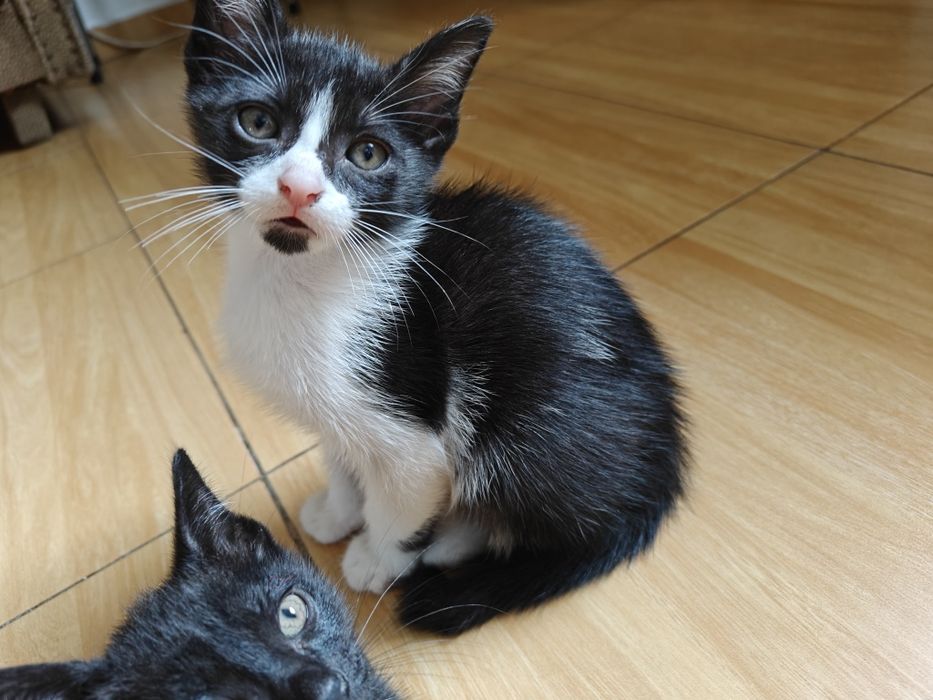 Gatinhos e gatos para adoção (saudáveis)