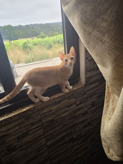 Fêmea e macho adopção